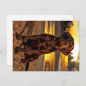 Schokolade Labrador bei Sunset Postkarte (Vorne/Hinten)