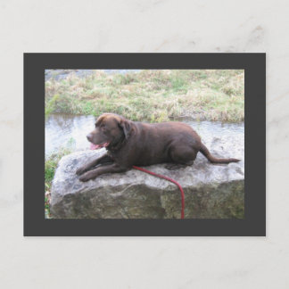 Schokolade Labrador Bruno Brown Postkarte