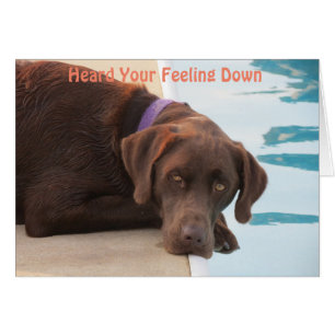Schokolade Labrador Care & Concern Card