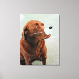Schokolade Labrador, das eine Fake-Nase trägt Leinwanddruck