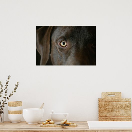Schokolade Labrador Eyes Poster (Küche)