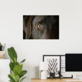 Schokolade Labrador Eyes Poster (Heimbüro)