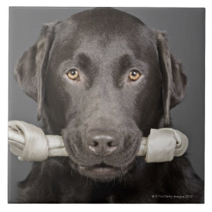 Schokolade Labrador Fliese
