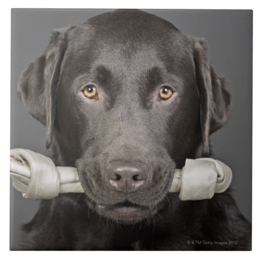 Schokolade Labrador Fliese (Vorderseite)