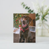 Schokolade Labrador Frohe Weihnachtskarte Feiertagspostkarte (Stehend Vorderseite)
