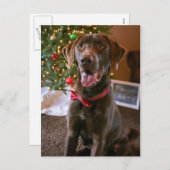Schokolade Labrador Frohe Weihnachtskarte Feiertagspostkarte (Vorne/Hinten)