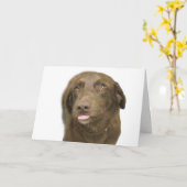 Schokolade Labrador Geburtskarte Karte (Gelbe Blume)