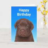 Schokolade Labrador Geburtstag Karte (Gelbe Blume)