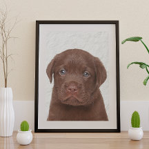 Schokolade Labrador Glossy Poster