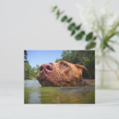 Schokolade Labrador Grubenschwanz 9 Postkarte (Stehend Vorderseite)
