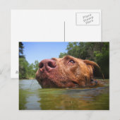 Schokolade Labrador Grubenschwanz 9 Postkarte (Vorne/Hinten)