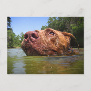 Schokolade Labrador Grubenschwanz 9 Postkarte