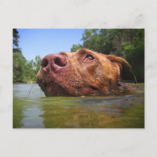Schokolade Labrador Grubenschwanz 9 Postkarte (Vorderseite)