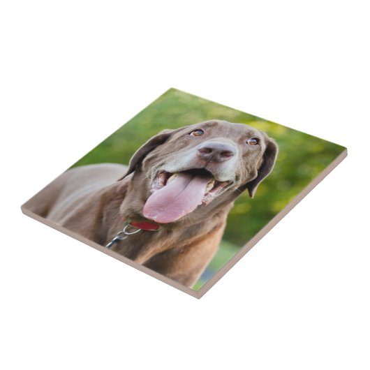 Schokolade Labrador Hund Fliese (Seite)