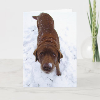 Schokolade Labrador im Schnee Feiertagskarte