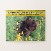 Schokolade Labrador in California Poppy Patch Puzzle (Horizontal)