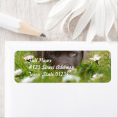 Schokolade Labrador in den Daisies Mailing Labels (Insitu)