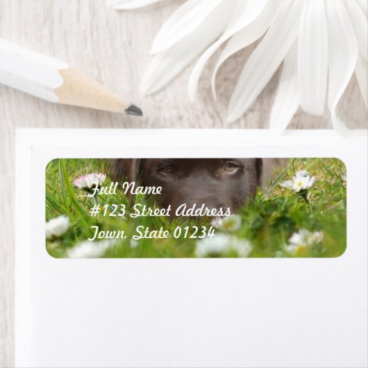 Schokolade Labrador in den Daisies Mailing Labels (Insitu)
