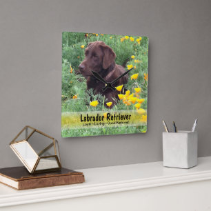 Schokolade-Labrador in einem CaliforniPoppy-Patch Quadratische Wanduhr