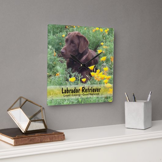 Schokolade-Labrador in einem CaliforniPoppy-Patch Quadratische Wanduhr (Büro)