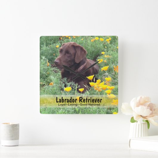 Schokolade-Labrador in einem CaliforniPoppy-Patch Quadratische Wanduhr (Zuhause)