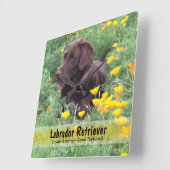 Schokolade-Labrador in einem CaliforniPoppy-Patch Quadratische Wanduhr (Winkel)