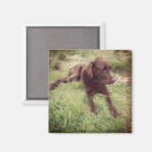Schokolade Labrador in Grasfotografie Magnet (Vorderseite/Rückseite)