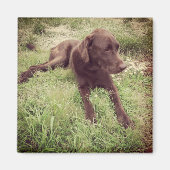 Schokolade Labrador in Grasfotografie Magnet (Vorne)