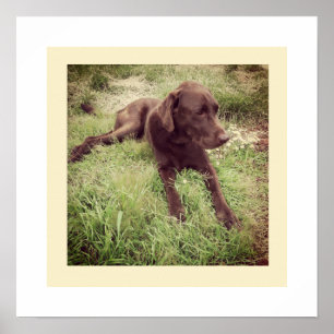 Schokolade Labrador in Grasfotografie Poster