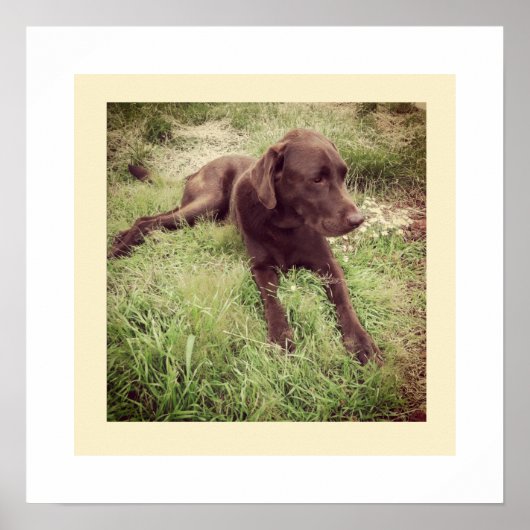 Schokolade Labrador in Grasfotografie Poster (Vorne)