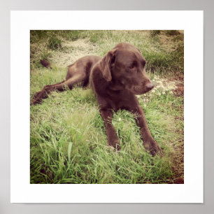 Schokolade Labrador in Grasfotografie Poster