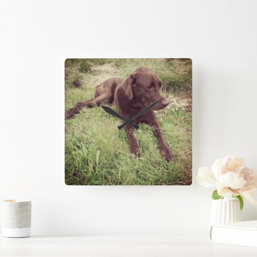 Schokolade Labrador in Grasfotografie Quadratische Wanduhr (Zuhause)