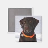 Schokolade Labrador Magnet (Vorderseite/Rückseite)