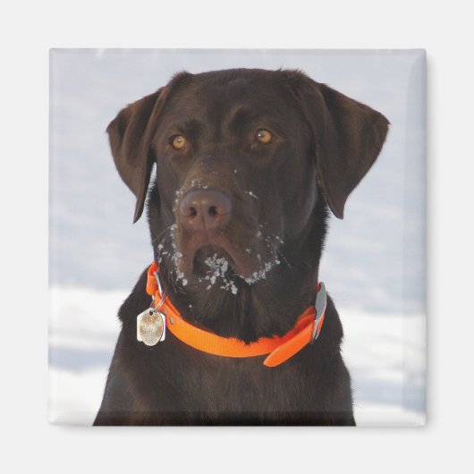 Schokolade Labrador Magnet (Vorne)