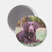Schokolade Labrador Magnet (Vorderseite/Rückseite)
