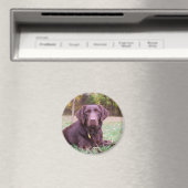 Schokolade Labrador Magnet (In Situ (Geschirrspüler))