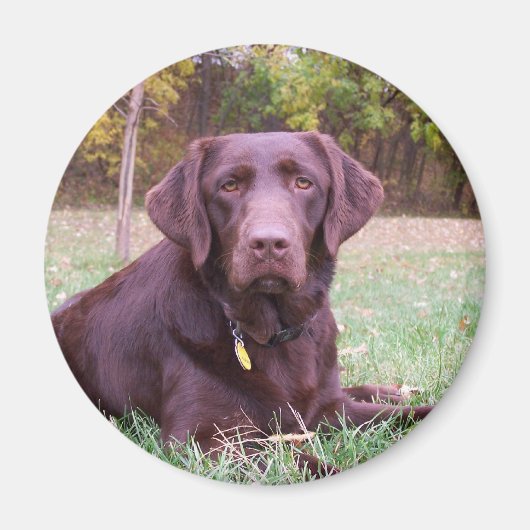 Schokolade Labrador Magnet (Vorne)