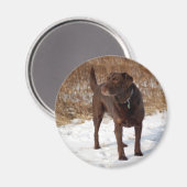 Schokolade-Labrador-Magnet Magnet (Vorderseite/Rückseite)
