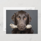 Schokolade Labrador mit Knochen Postkarte (Vorne/Hinten)