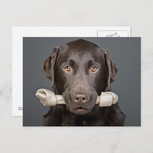 Schokolade Labrador mit Knochen Postkarte (Vorne/Hinten)