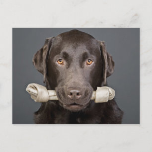 Schokolade Labrador mit Knochen Postkarte