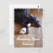 Schokolade Labrador mit Knochenaufnahme Postkarte (Vorne/Hinten)