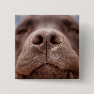 Schokolade-Labrador-Nase-Schließung Button