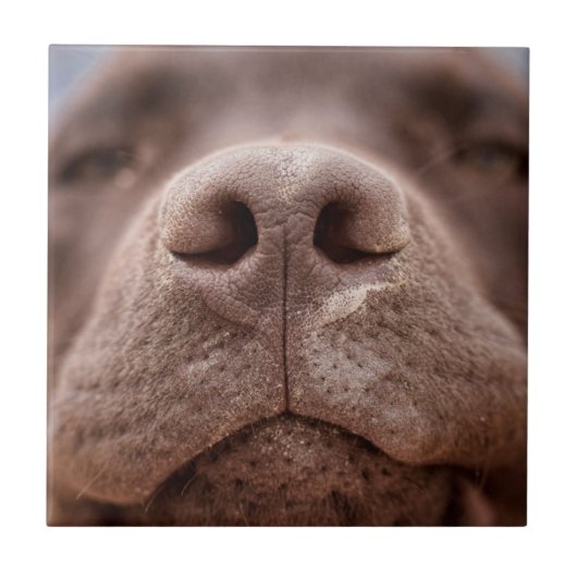 Schokolade-Labrador-Nase-Schließung Fliese (Vorderseite)