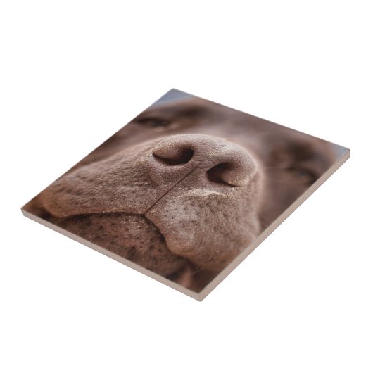 Schokolade-Labrador-Nase-Schließung Fliese (Seite)