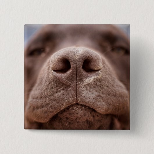 Schokolade-Labrador-Nasennähe Button (Vorderseite)