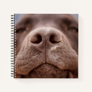 Schokolade-Labrador-Nasennähe Notizblock