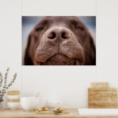 Schokolade-Labrador-Nasennähe Poster (Küche)