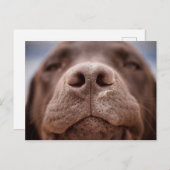 Schokolade-Labrador-Nasennähe Postkarte (Vorne/Hinten)