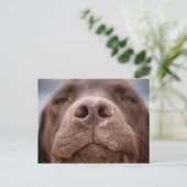 Schokolade-Labrador-Nasennähe Postkarte (Stehend Vorderseite)